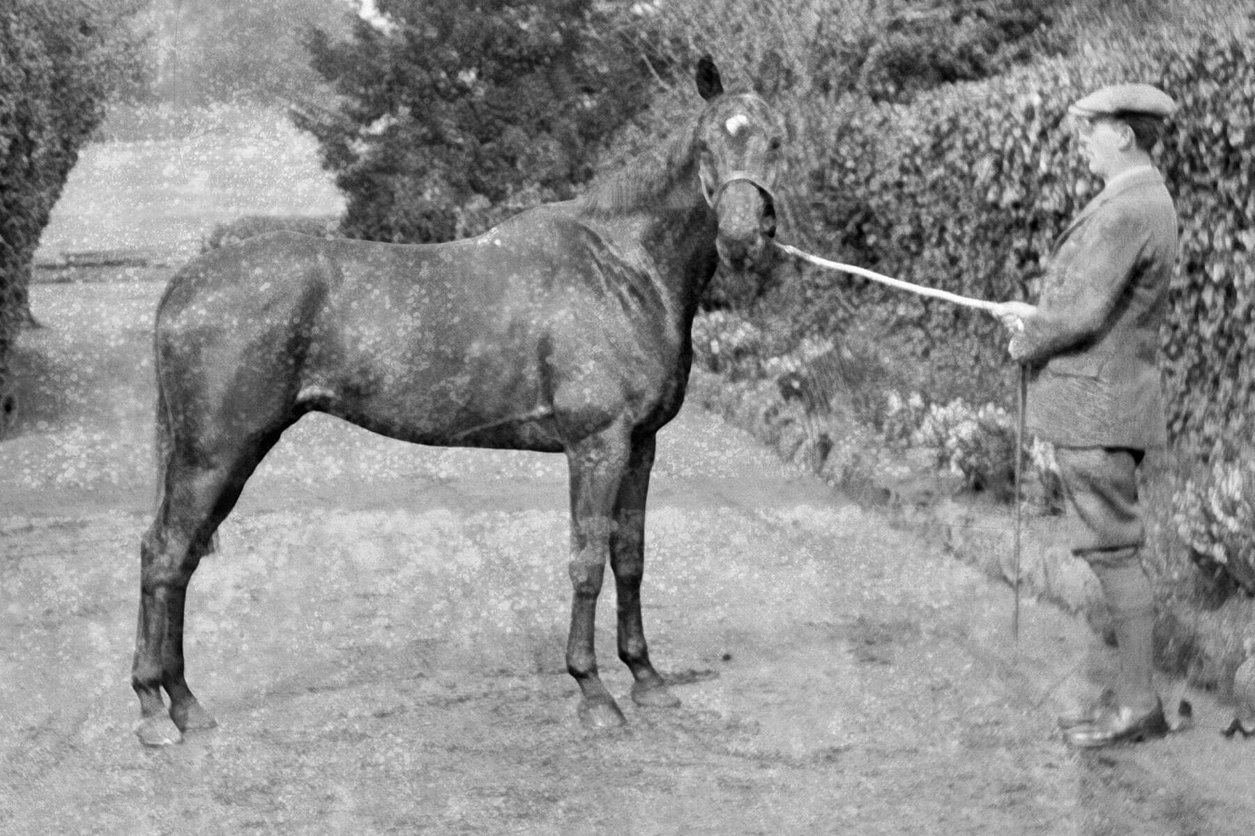 Warrior the Stallion