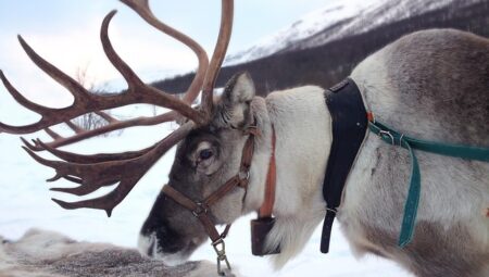 How Do Sami People Advocate for Indigenous Rights Globally?