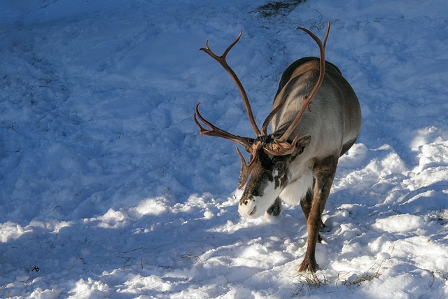 How Do Sami People Interact with Tourists?