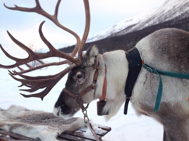 What Are the Most Important Sami Holidays and Events?