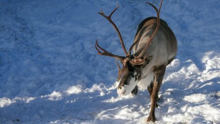 What Are the Traditional Sami Beliefs About Nature?
