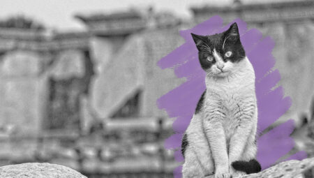 Ancient Battle Tactics: Cats, Camels, and the PDSA Medal in War History
