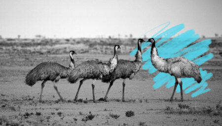 Emu War: Australia’s Unlikely Military Standoff