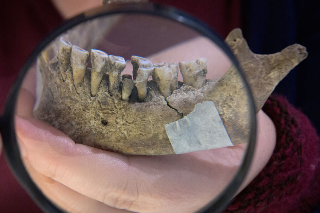 Milking the Past: Tracing How Humans Embraced Dairy Across Millennia