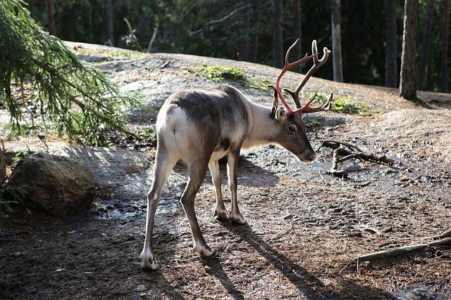 Authentic Sami Cultural Experiences in Norway Authentic Sami Cultural Experiences in Norway