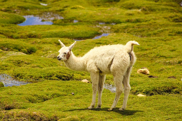 Birds and Their Meaning in Sami Culture Birds and Their Meaning in Sami Culture