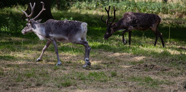 Building a Sustainable Future for Sami Culture