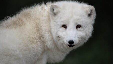 Contributions of Sami Guides to Arctic Expeditions