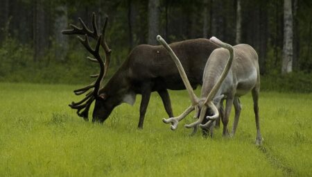 Family Life Inside Traditional Sami Homes