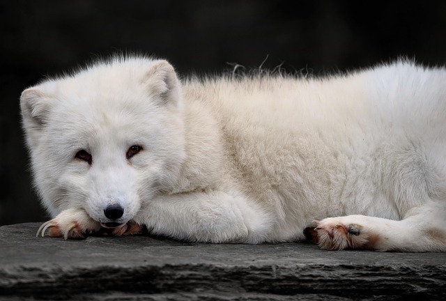 How Sami Elders Preserve Cultural Heritage How Sami Elders Preserve Cultural Heritage