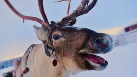 How Technology Helps Preserve Sami Traditions