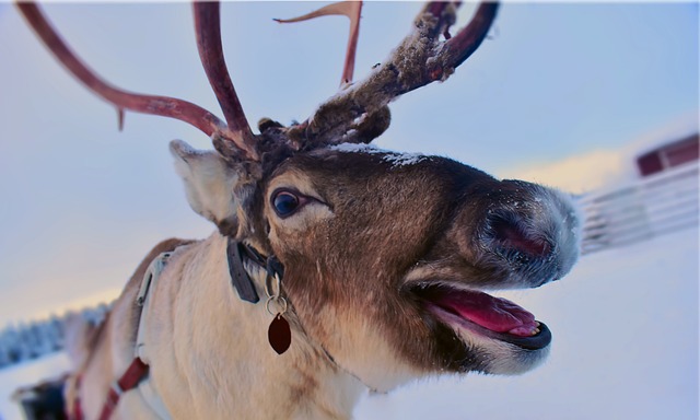 How Technology Helps Preserve Sami Traditions How Technology Helps Preserve Sami Traditions
