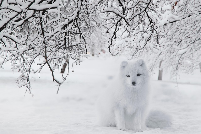 Indigenous Expertise in Arctic Travel