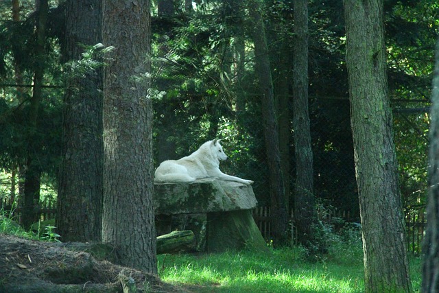 Modern Education and Sami Cultural Preservation Modern Education and Sami Cultural Preservation