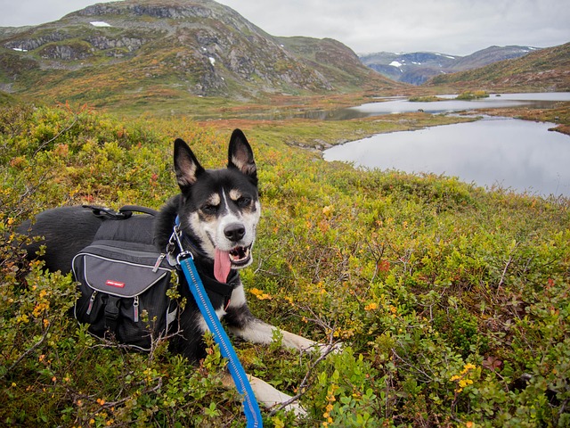 Planning a Sami Culture Trip to Scandinavia Planning a Sami Culture Trip to Scandinavia