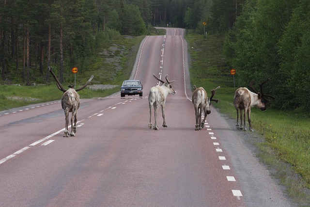 Sami Perspectives on Arctic Development Sami Perspectives on Arctic Development