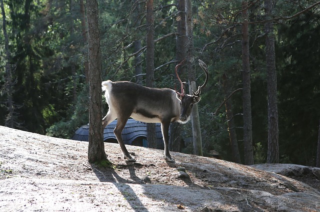 Sami Perspectives on Arctic Development Sami Perspectives on Arctic Development