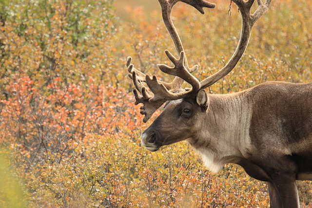 Sami Political Representation in Scandinavia Sami Political Representation in Scandinavia