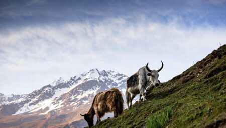 Traditional Sami Knowledge Passed Through Generations