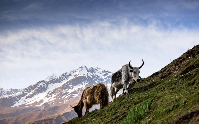 Traditional Sami Knowledge Passed Through Generations Traditional Sami Knowledge Passed Through Generations