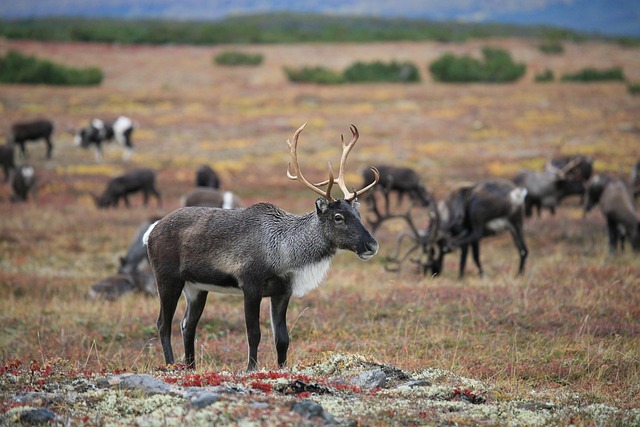 Traditional Sami Knowledge Passed Through Generations Traditional Sami Knowledge Passed Through Generations