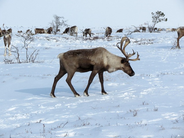 Traditional Sami Weather Forecasting Methods Traditional Sami Weather Forecasting Methods