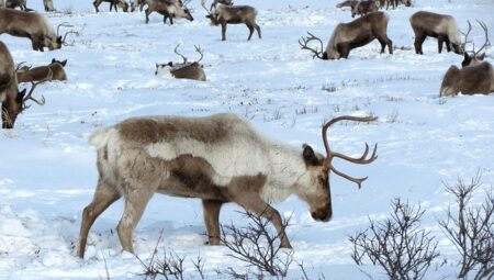 Urbanization and the Future of Sami Culture