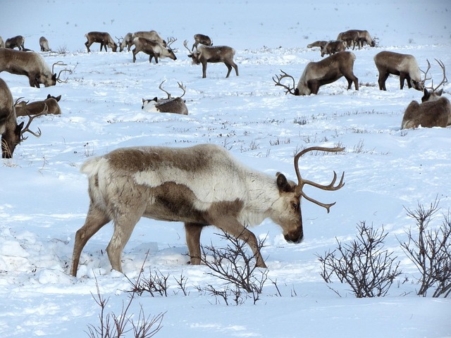 Urbanization and the Future of Sami Culture